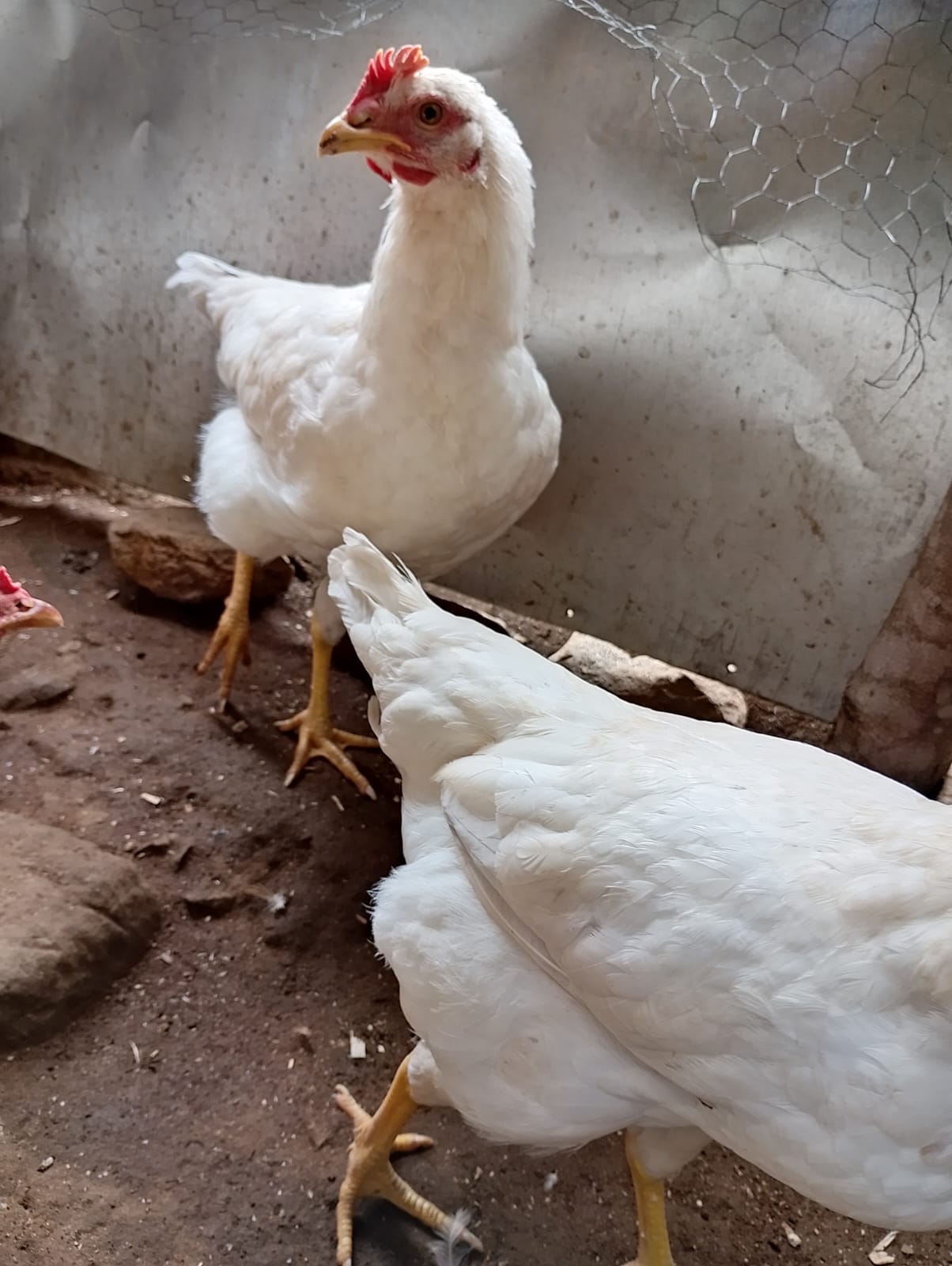 Hens