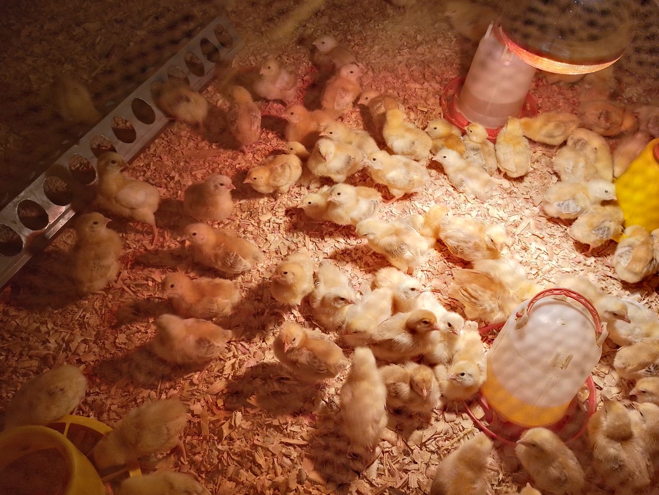 chicks